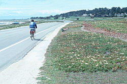 Photo taken along 17-Mile Drive © 2001 Dean W. Taylor. 